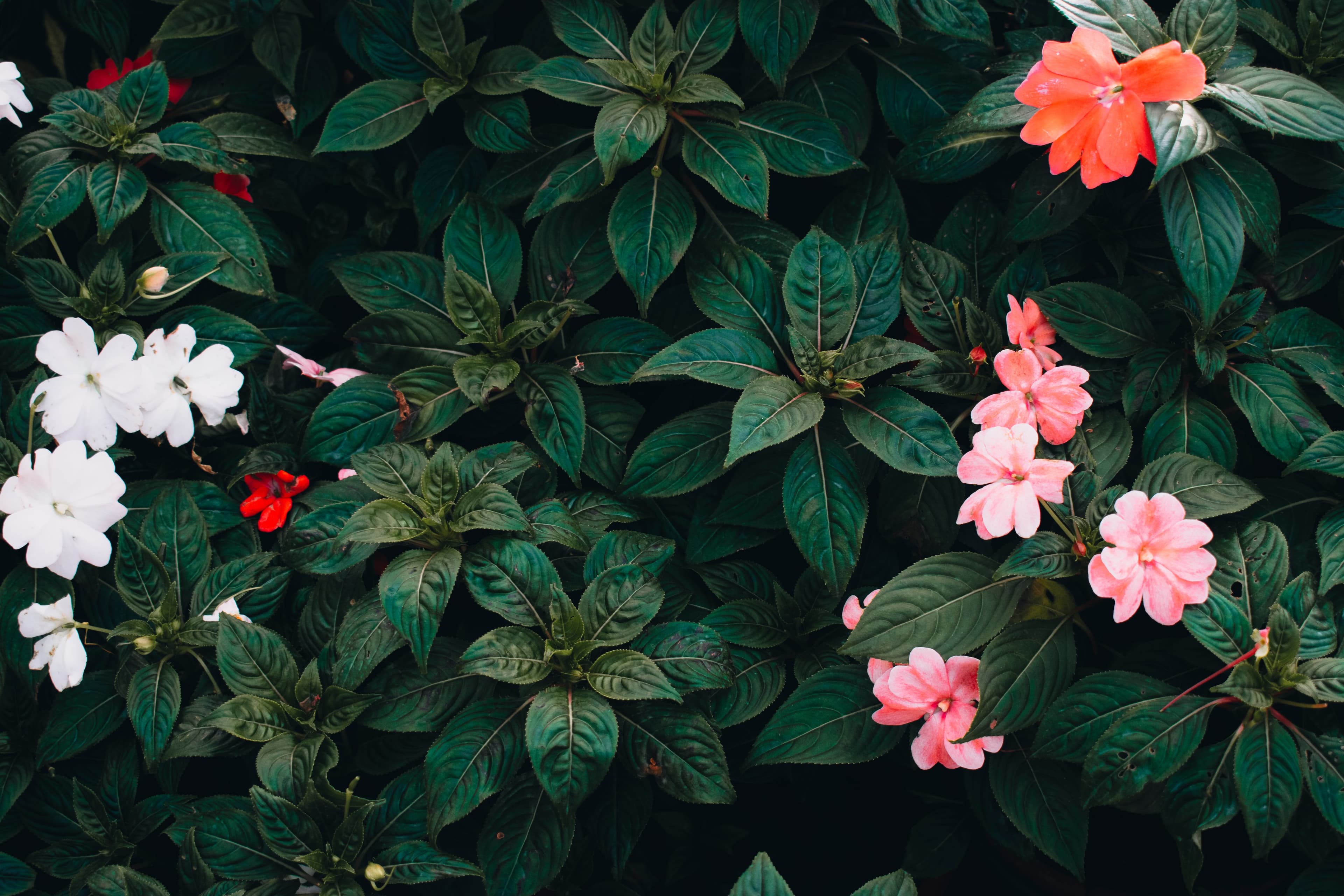Fresh flowers and foliage