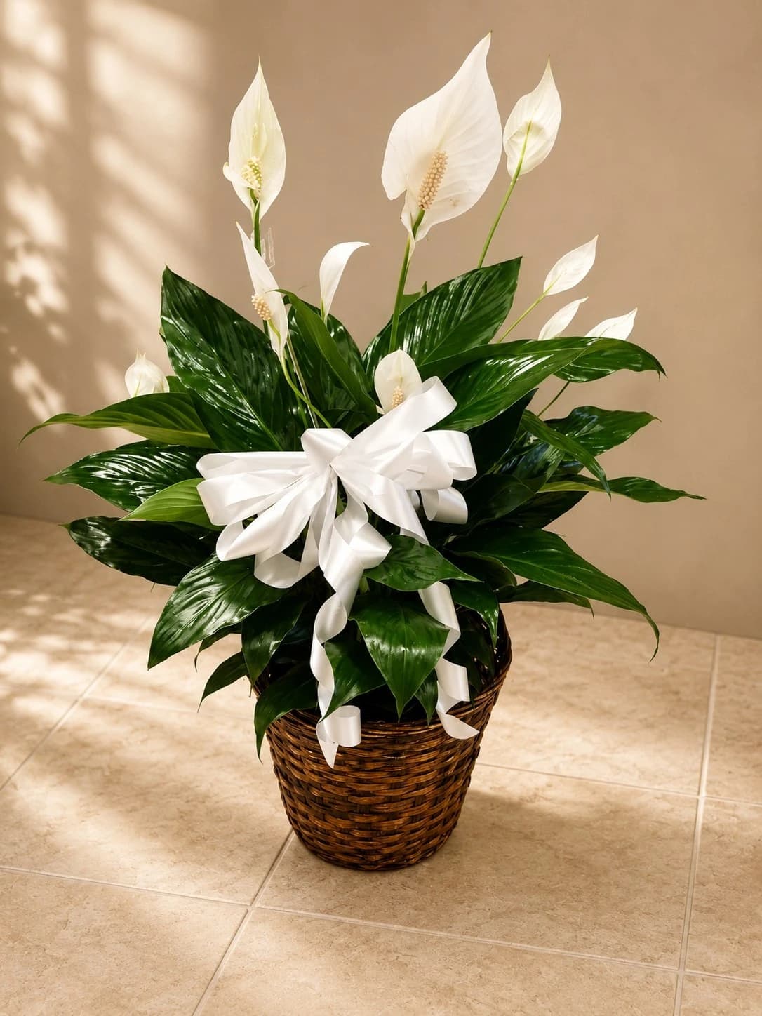 Peace Lily